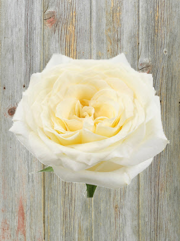 CANDLELIGHT  CREAM ROSE
